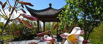 flowers blooming in the Chinese Garden at South Seattle College